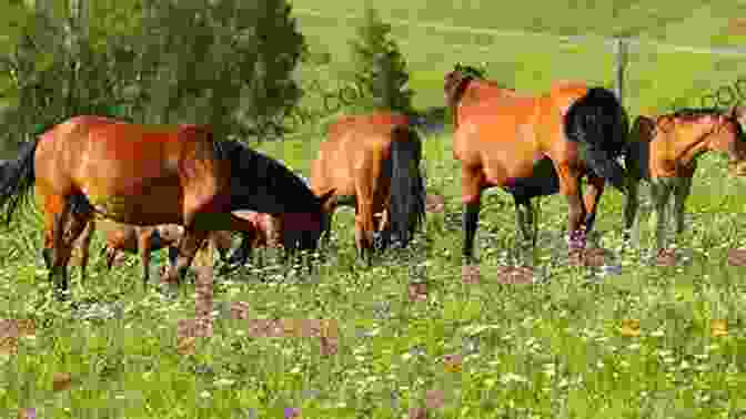 A Colour Photograph Of A Group Of Horses Grazing In A Meadow. Friendship S Gallop Ross Davis