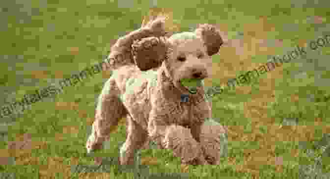 A Happy, Playful Goldendoodle Running Through A Field. Goldendoodles The Owners Guide From Puppy To Old Age Choosing Caring For Grooming Health Training And Understanding Your Goldendoodle Dog