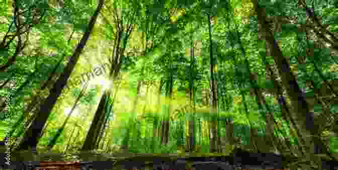A Photograph Of A Lush Forest With Dappled Sunlight Filtering Through The Trees. Haiku Avenue: 333 Haiku Poems Robert Hobkirk