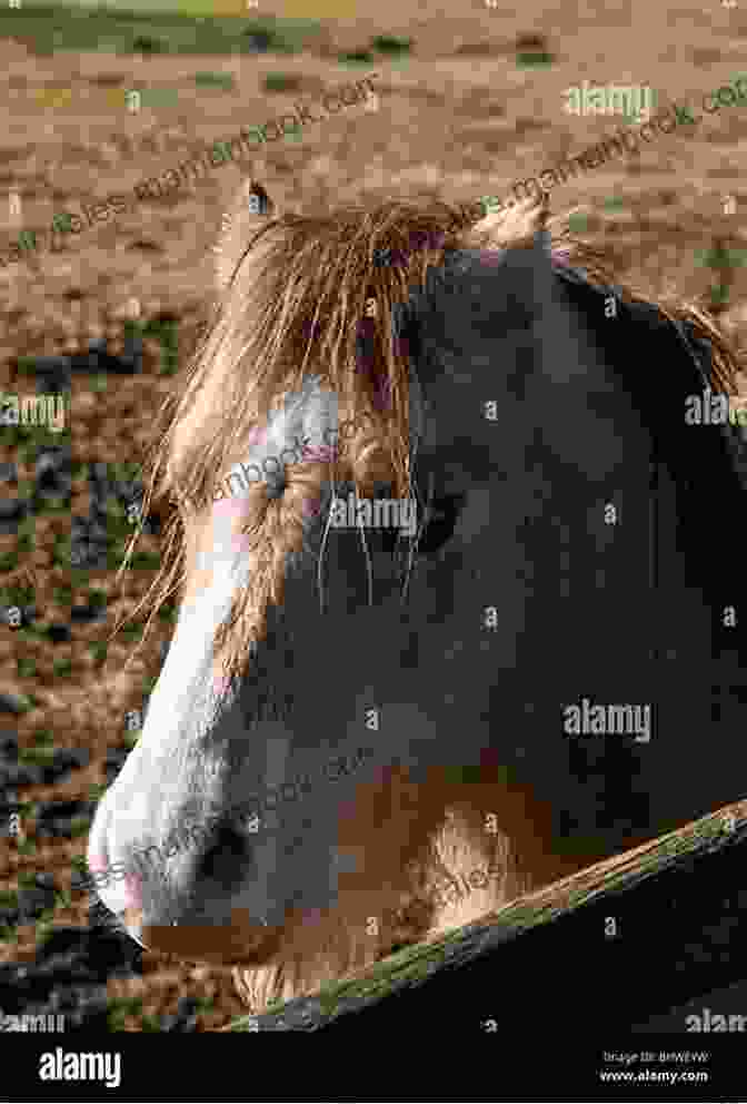 A Shaggy Pony Stands In A Field With A Group Of Children, His Nose Touching One Of The Children's Hands. The Shaggy Pony (Tales Of A Shaggy Pony 1)