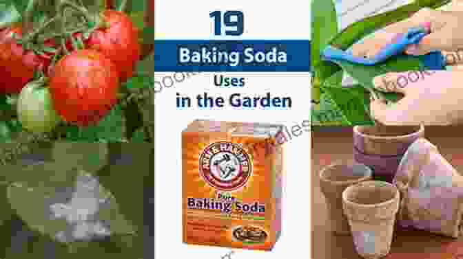Baking Soda Being Applied To Soil To Improve Fertility Gardening With Baking Soda: How To Use Baking Soda In Your Garden