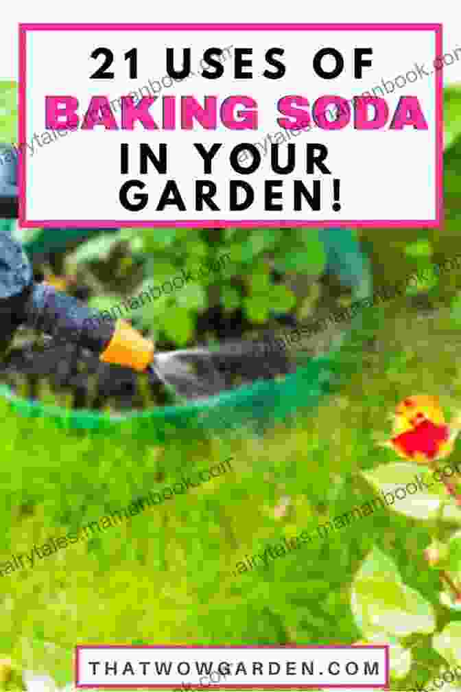 Baking Soda Being Sprinkled Around The Base Of Plants To Repel Pests Gardening With Baking Soda: How To Use Baking Soda In Your Garden