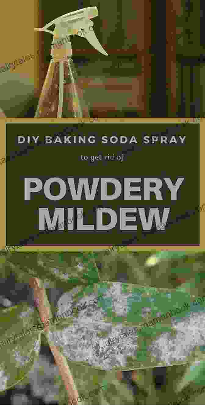 Baking Soda Solution Being Sprayed On Plant Leaves To Combat Fungal Diseases Gardening With Baking Soda: How To Use Baking Soda In Your Garden
