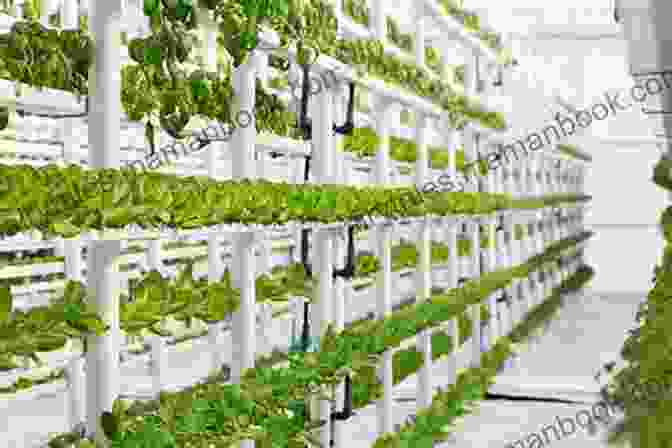 Hydroponic System With Rows Of Leafy Greens Greenhouse Gardening For Beginners: A Complete Guide For Inspiring Gardening Ideas And To Grow Crops All Year Around