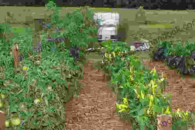 Raised Bed Garden With Rows Of Vegetables Greenhouse Gardening For Beginners: A Complete Guide For Inspiring Gardening Ideas And To Grow Crops All Year Around
